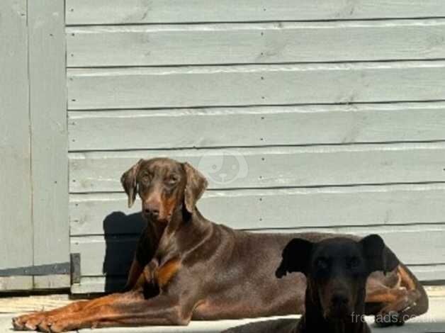 KC Registered Doberman Puppies for sale in West Midlands