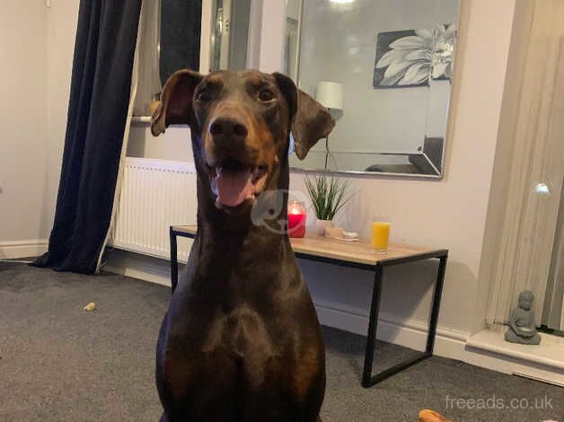 Female Dobermann for sale in Willenhall, West Midlands - Image 4