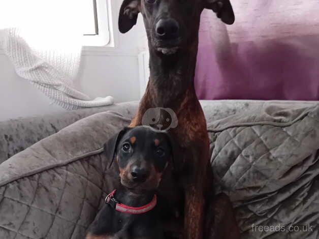 Four 9 week old doberman cross lurcher puppies for sale in Hornchurch, Havering, Greater London