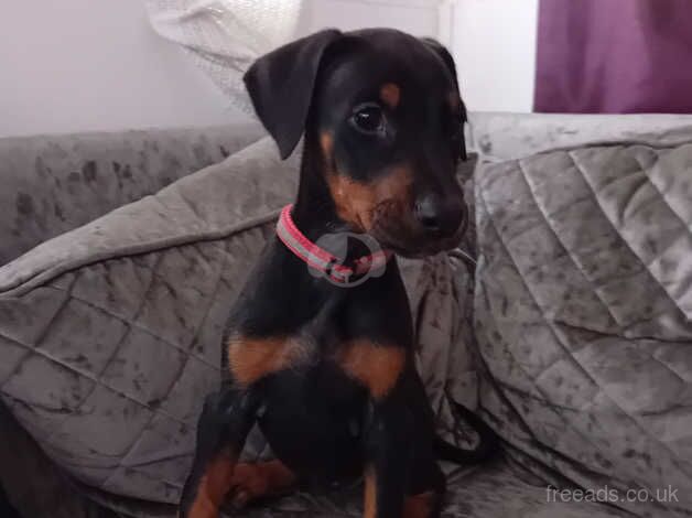 Dobermans for sale in Hornchurch, Havering, Greater London