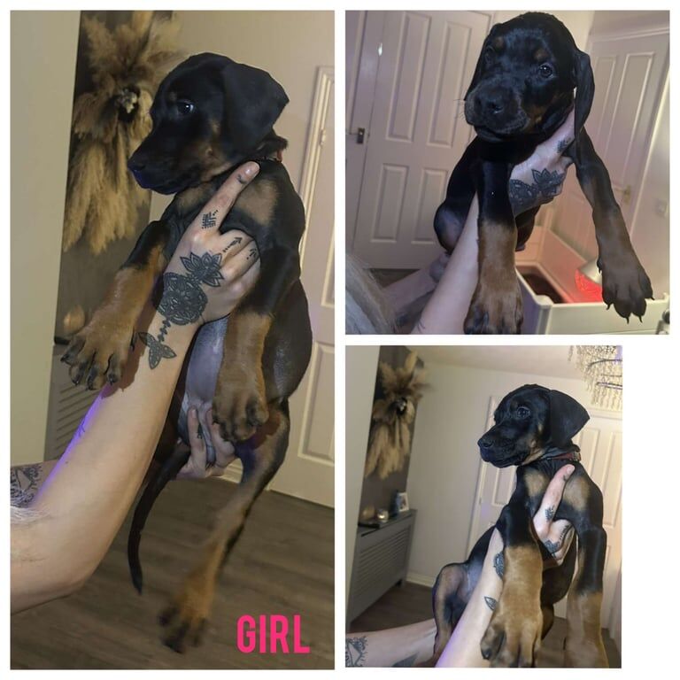 Full pedigree European doberman puppies for sale in Dundee, City of Dundee