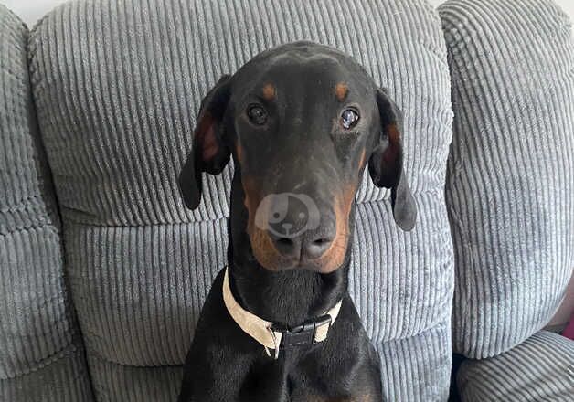 Gorgeous Doberman for sale in Gloucester, Gloucestershire