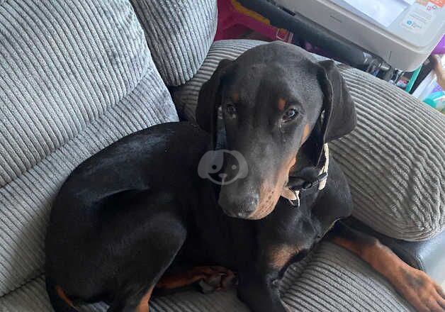 Gorgeous Doberman for sale in Gloucester, Gloucestershire - Image 2