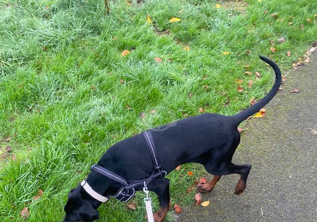 Gorgeous Doberman for sale in Gloucester, Gloucestershire - Image 3