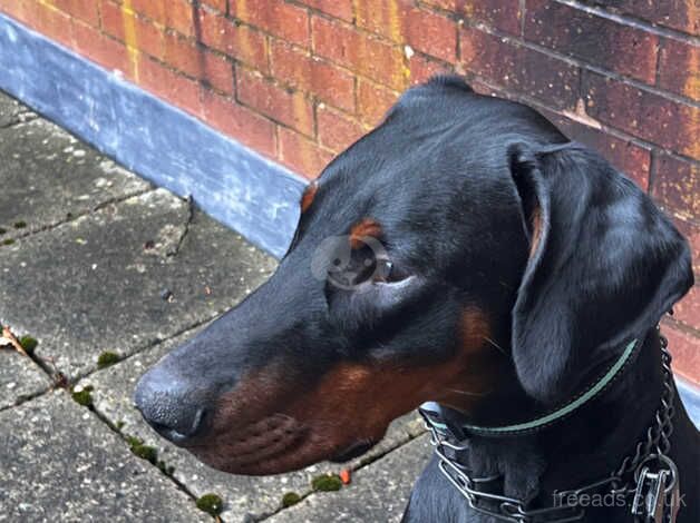 Happy Male Doberman Puppy 11 months for sale in Smethwick, West Midlands