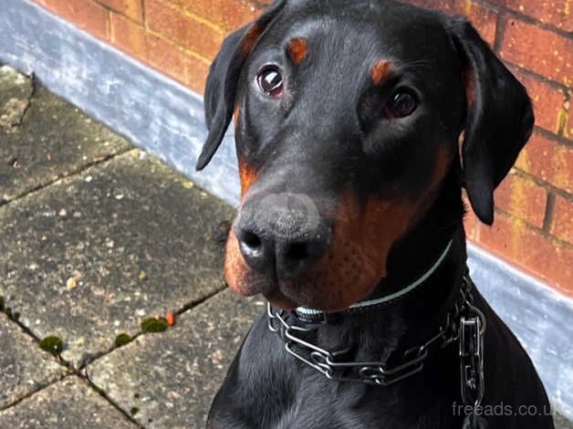 Happy Male Doberman Puppy 11 months for sale in Smethwick, West Midlands - Image 2