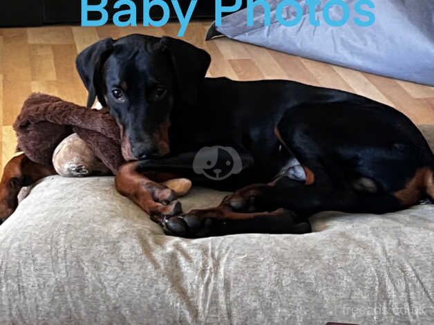 Doberman Puppies for sale in West Midlands