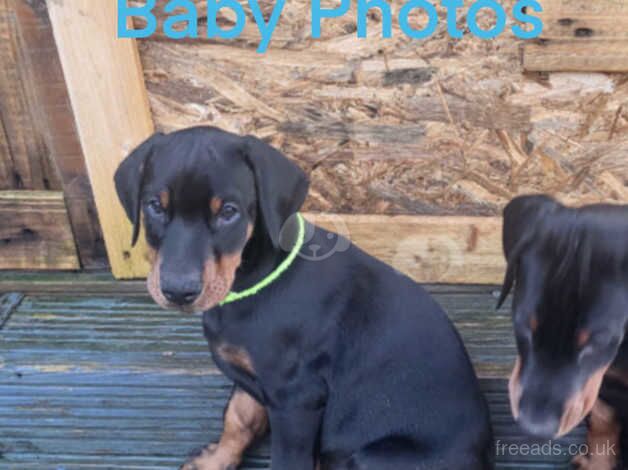 Doberman Puppies for sale