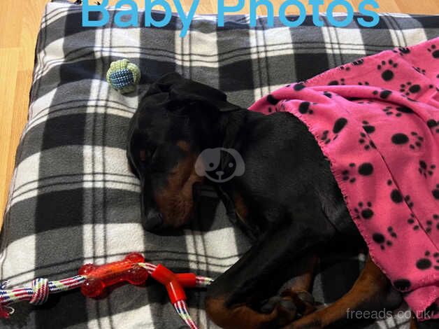 Happy Male Doberman Puppy 11 months for sale in Smethwick, West Midlands - Image 5