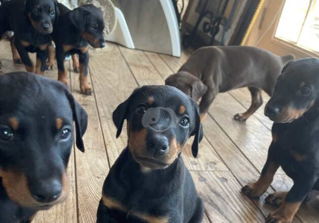 Healthy females and males Doberman Pinscher Puppies for sale in Horsham, West Sussex