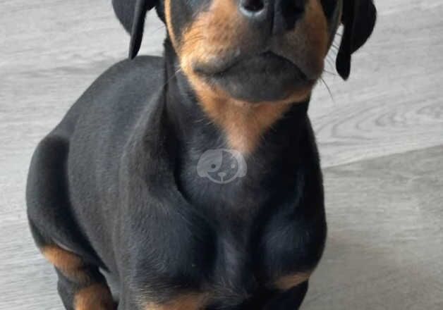 Healthy females and males Doberman Pinscher Puppies for sale in Horsham, West Sussex - Image 2