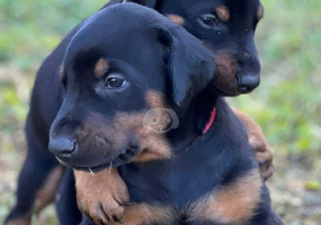 Healthy females and males Doberman Pinscher Puppies for sale in Horsham, West Sussex - Image 3