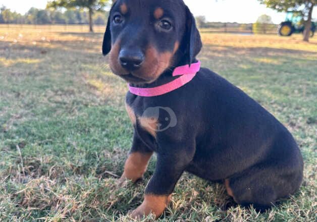 Healthy females and males Doberman Pinscher Puppies for sale in Horsham, West Sussex - Image 5