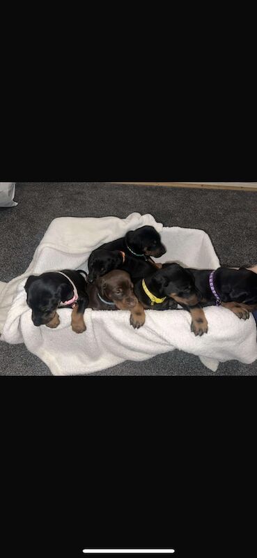 Kennel Club Registered Doberman Puppies For Sale