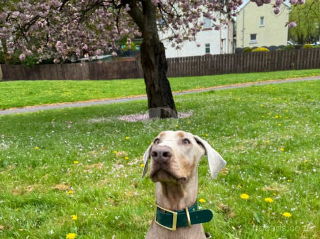 Isabel fawn doberman for sale in Glasgow, Glasgow City