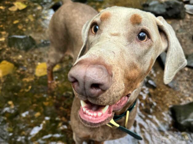 KC Registered Doberman Puppies for sale in Glasgow City