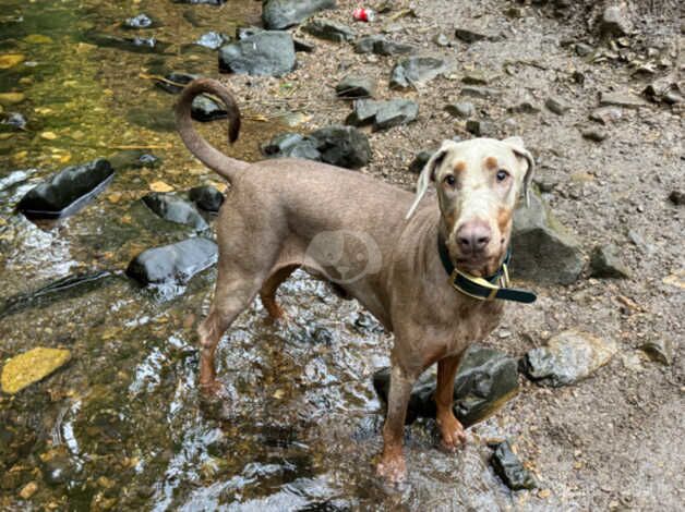 Doberman Puppies for sale