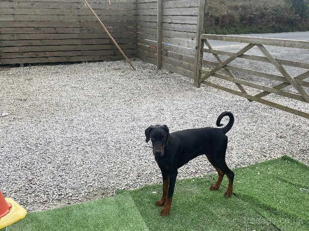 Kc reg Doberman female puppy for sale in St Austell, Cornwall