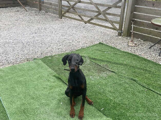 Dobermans for sale in St Austell, Cornwall