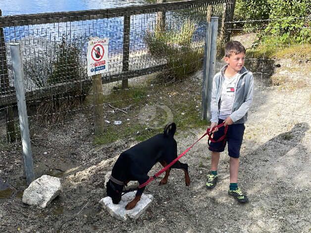 KC Registered Doberman Puppies for sale in Cornwall