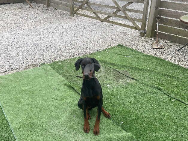 Kc reg Doberman female puppy for sale in St Austell, Cornwall - Image 4