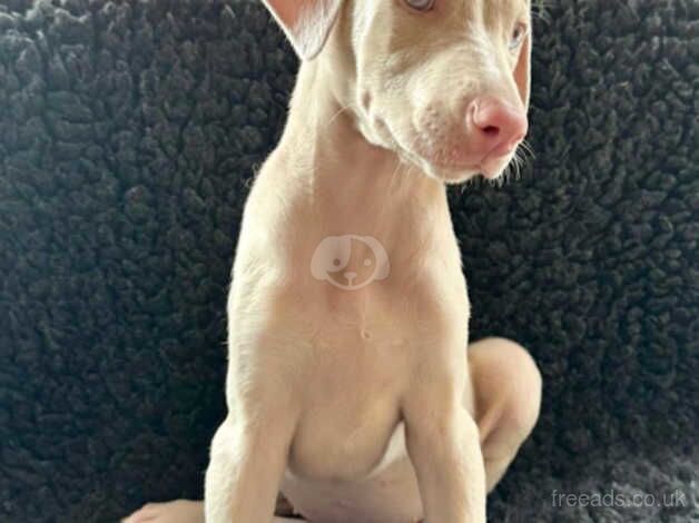 KC registered female cream Doberman puppy for sale in Burnley, Lancashire