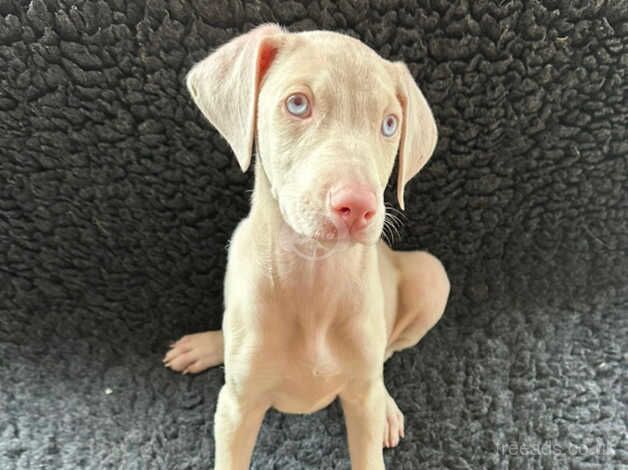 KC registered female cream Doberman puppy for sale in Burnley, Lancashire - Image 2