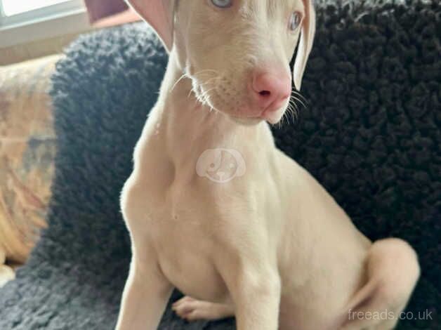 KC registered female cream Doberman puppy for sale in Burnley, Lancashire - Image 3