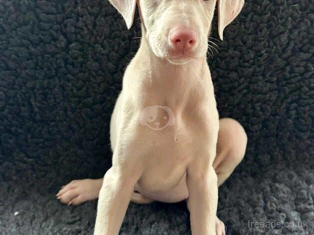 KC registered female cream Doberman puppy for sale in Burnley, Lancashire - Image 4