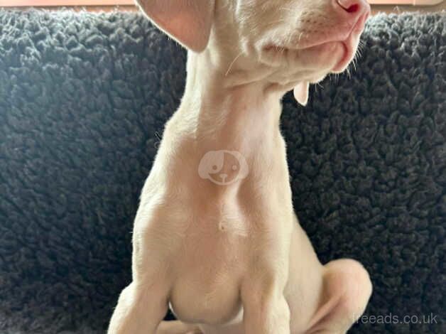 KC registered female cream Doberman puppy for sale in Burnley, Lancashire - Image 5