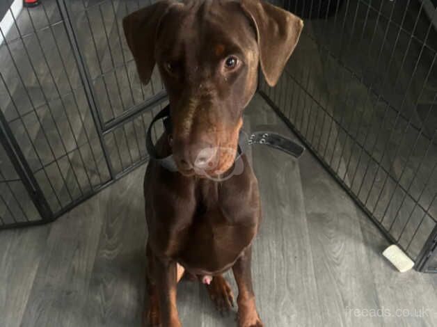 Lovely Doberman looking to be rehomed for sale in Doncaster, South Yorkshire