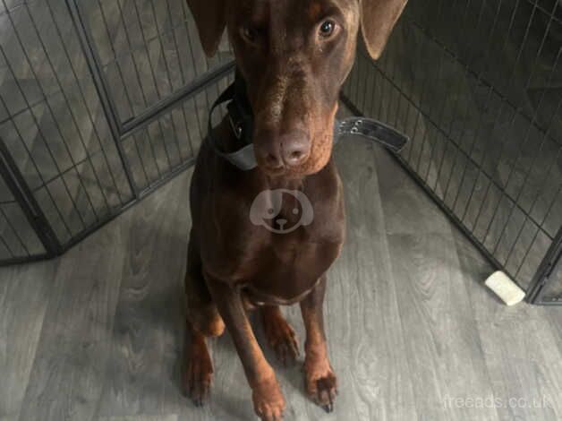 Lovely Doberman looking to be rehomed for sale in Doncaster, South Yorkshire - Image 3