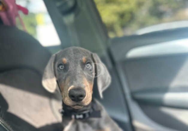 Lovely Doberman Puppy for sale in Nottingham, Nottinghamshire