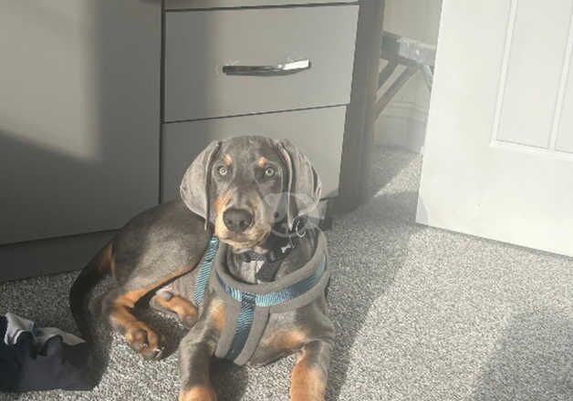 Lovely Doberman Puppy for sale in Nottingham, Nottinghamshire - Image 2