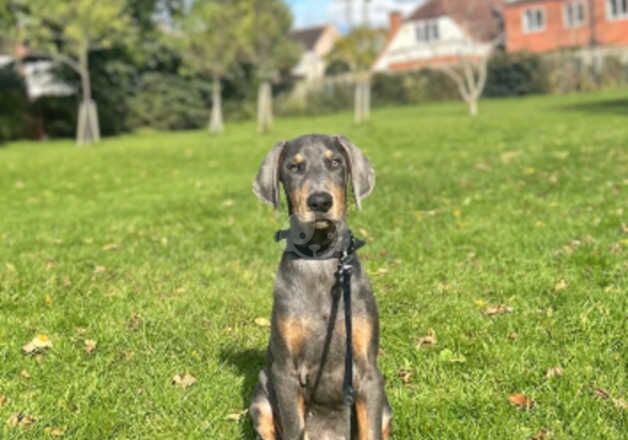 KC Registered Doberman Puppies for sale in Nottinghamshire