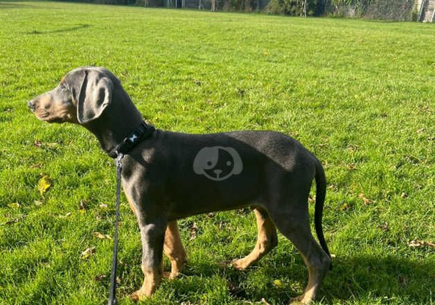 Doberman Puppies for sale