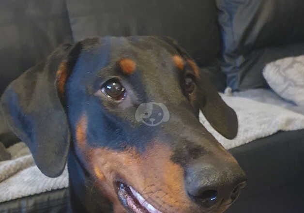 Luna, 1 year old female dobermann for sale in Truro, Cornwall