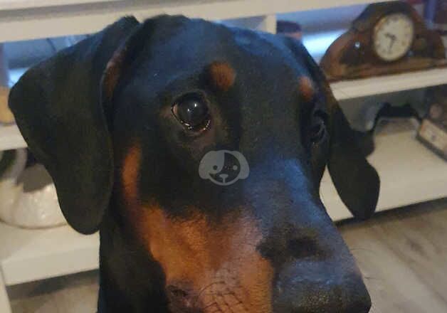 Luna, 1 year old female dobermann for sale in Truro, Cornwall - Image 2