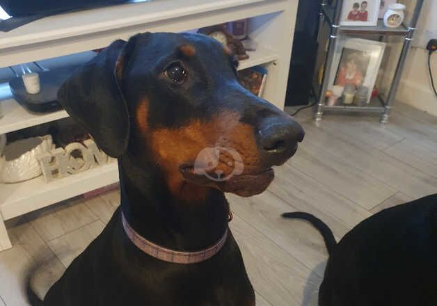 Luna, 1 year old female dobermann for sale in Truro, Cornwall - Image 3