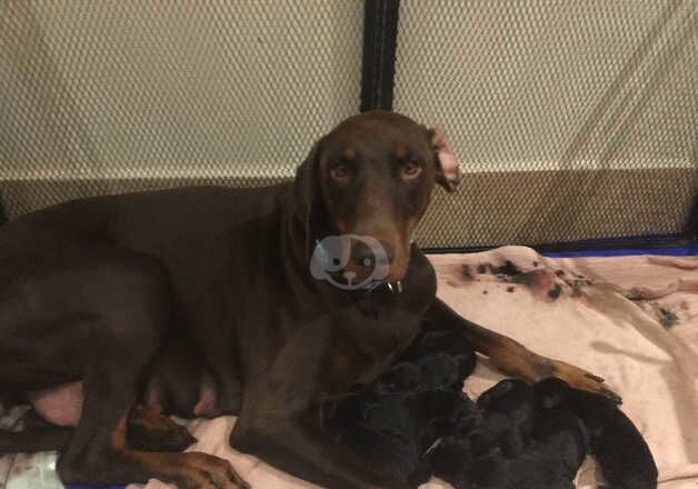 Kennel Club Registered Doberman Puppies For Sale