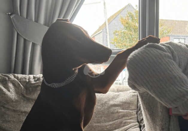 Male Doberman 6months old for sale in Liverpool, Merseyside - Image 3