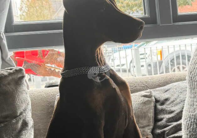 Male Doberman 6months old for sale in Liverpool, Merseyside - Image 4