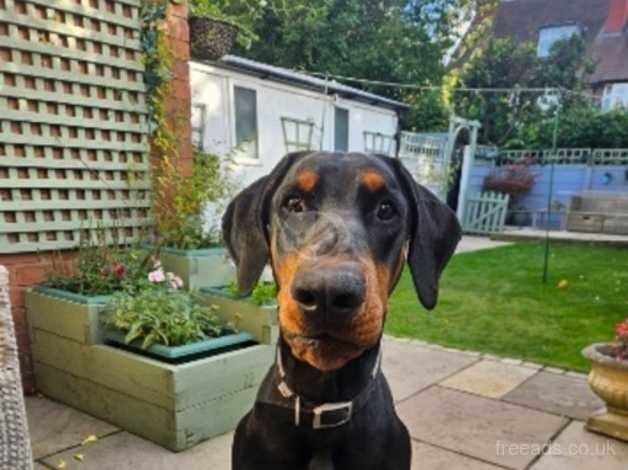 Male KC registered Doberman for sale in Manchester, Greater Manchester