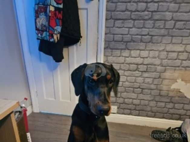 Male KC registered Doberman for sale in Manchester, Greater Manchester - Image 2