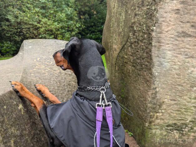 Dobermans for sale in Smethwick, West Midlands