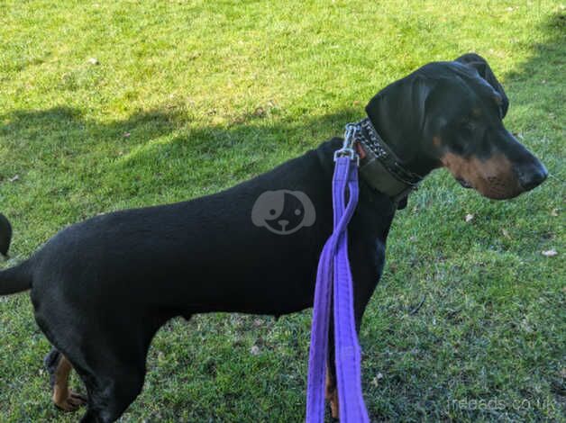 KC Registered Doberman Puppies for sale in West Midlands