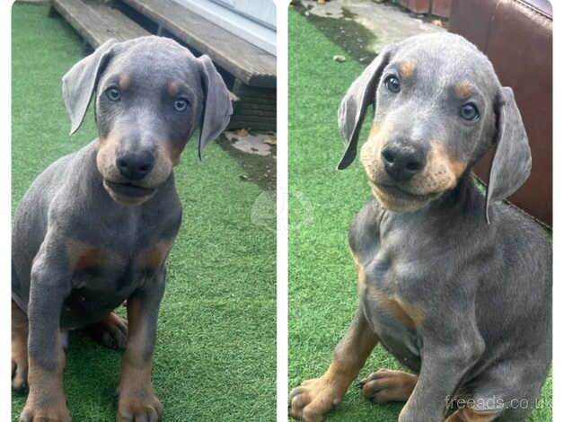 READY NOW! KC & vaccine & microchip 2 Males Left! for sale in Scunthorpe, Lincolnshire