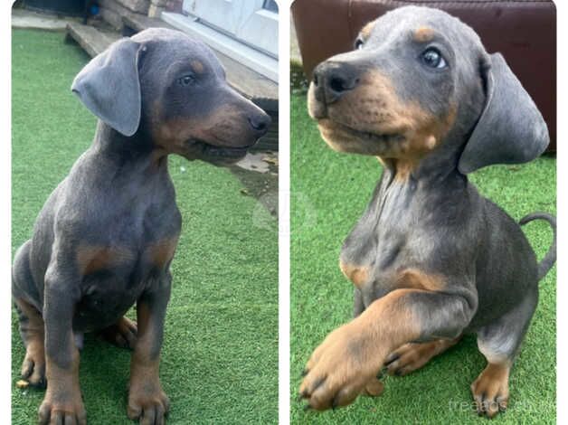 READY NOW! KC & vaccine & microchip 2 Males Left! for sale in Scunthorpe, Lincolnshire - Image 2