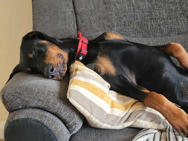 Dobermans for sale in Aberystwyth, Ceredigion