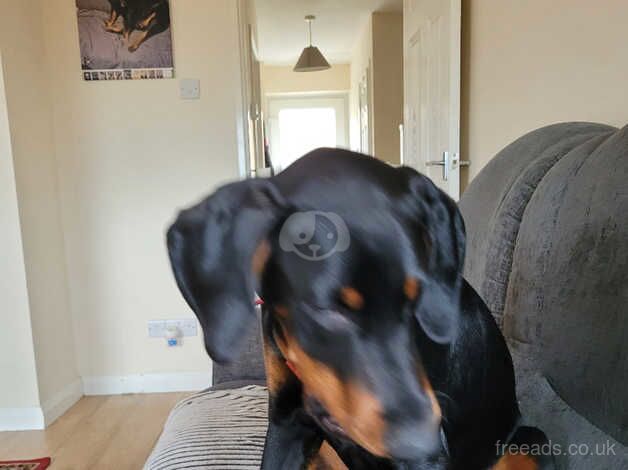 Doberman Puppies for sale in Ceredigion